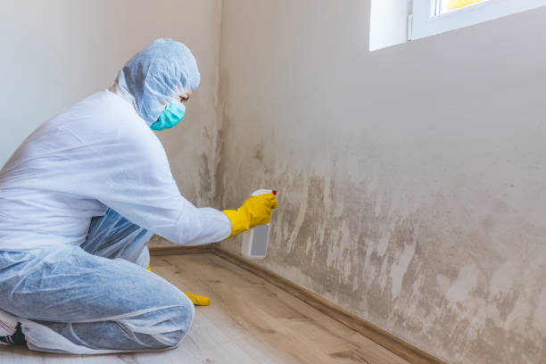 Licensed Mold Inspection service in Columbus, NJ - WQB Mold Removal